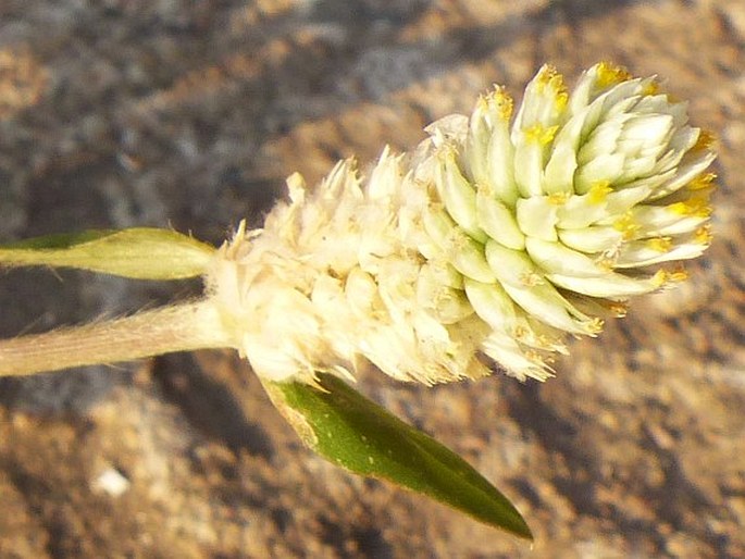 Gomphrena celosioides