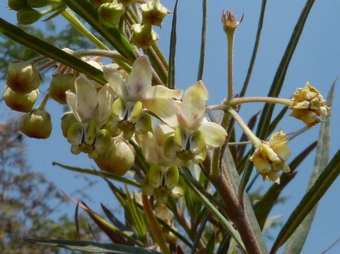 GOMPHOCARPUS FRUTICOSUS (L.) W. T. Aiton – ostnoplod vrbolistý