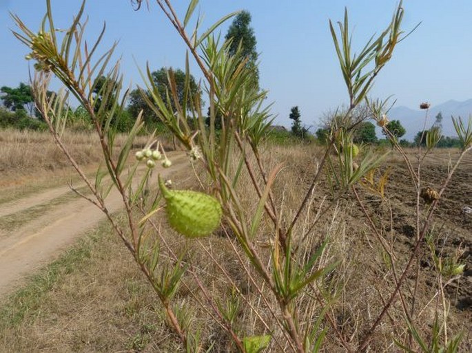 Gomphocarpus fruticosus