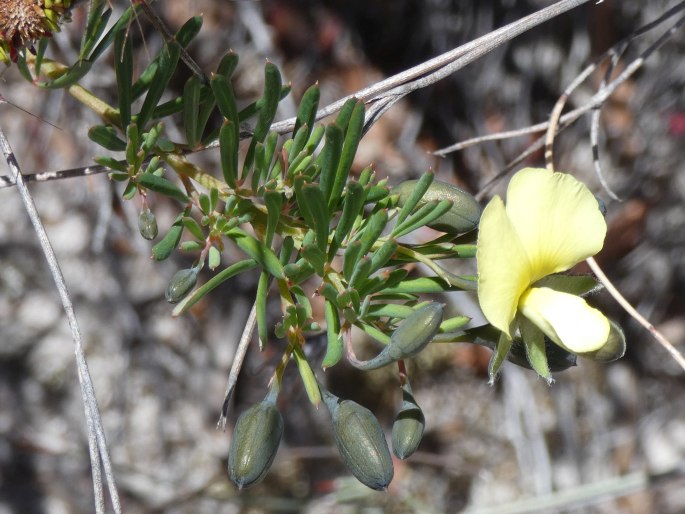 Gompholobium huegelii