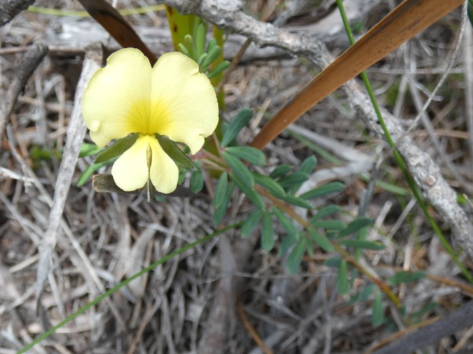 Gompholobium huegelii