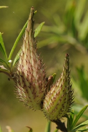 Gomphocarpus fruticosus subsp. setosus