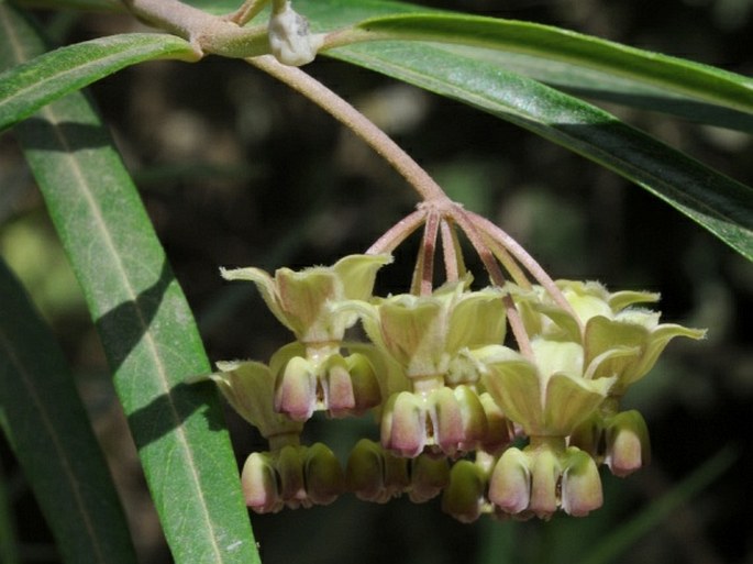 GOMPHOCARPUS FRUTICOSUS subsp.  SETOSUS (Forssk.) Goyder et Nicholas – ostnoplod