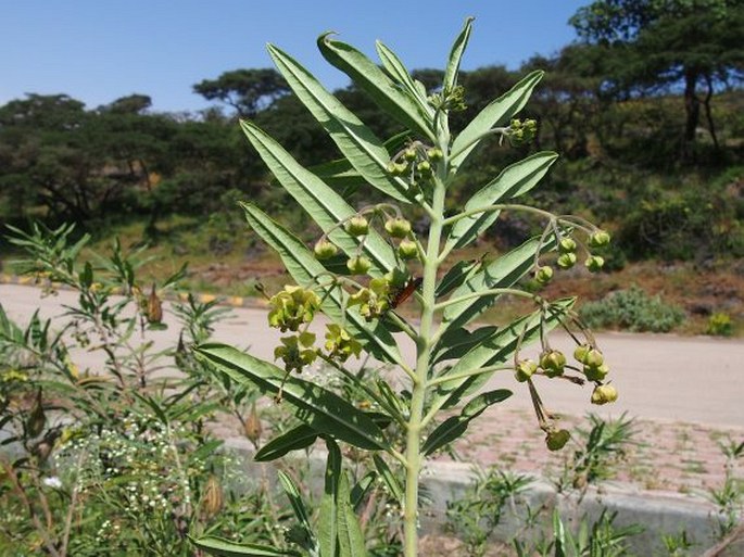 Gomphocarpus fruticosus subsp. setosus