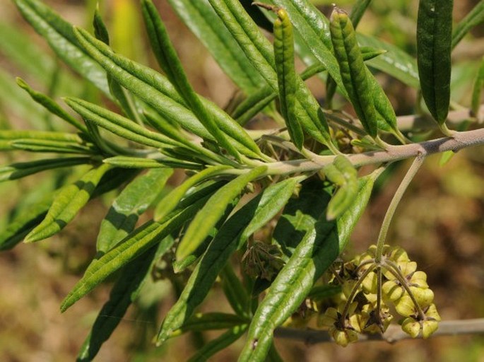 Gomphocarpus fruticosus subsp. setosus