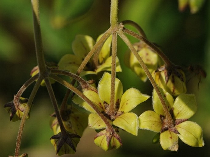 Gomphocarpus fruticosus subsp. setosus