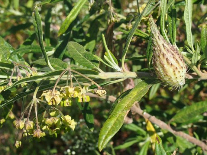 Gomphocarpus fruticosus subsp. setosus