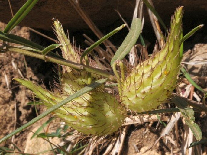 Gomphocarpus fruticosus subsp. setosus