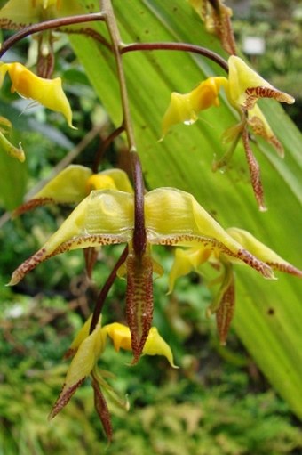 Gongora irmgardiae