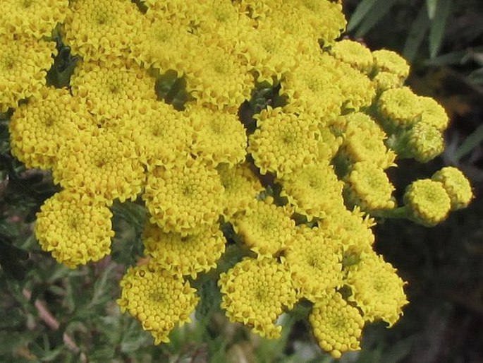 Gonospermum fruticosum