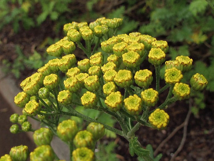 Gonospermum gomerae