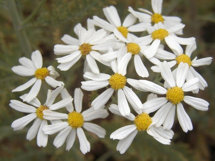 TANACETUM PTARMICIFLORUM Sch. Bip. - vratič