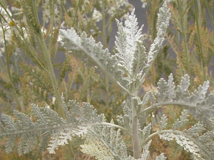 Tanacetum ptarmiciflorum