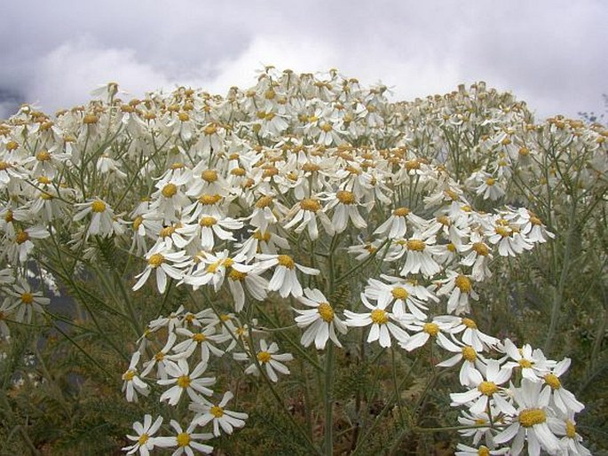 Tanacetum ptarmiciflorum