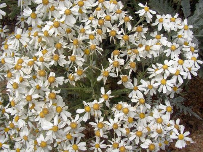 Tanacetum ptarmiciflorum