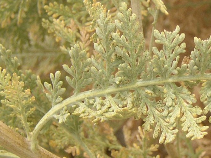 Tanacetum ptarmiciflorum