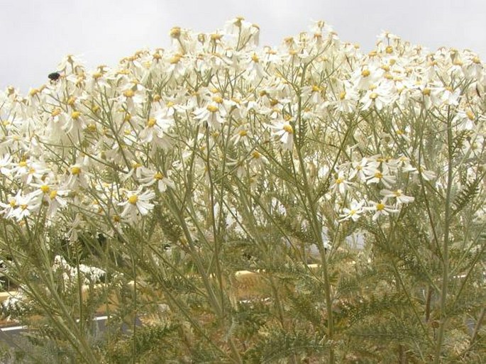 Tanacetum ptarmiciflorum