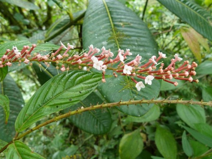 GONZALAGUNIA ROSEA Standl.