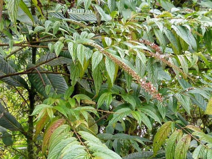 Gonzalagunia rosea