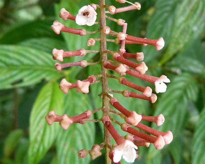 Gonzalagunia rosea