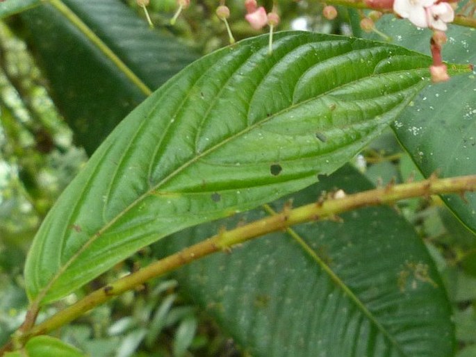 Gonzalagunia rosea