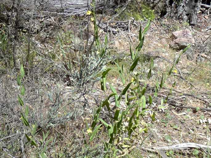 Goodenia amplexans