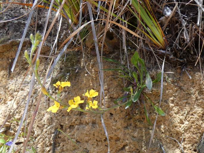 Goodenia bellidifolia