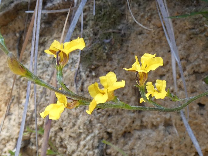 Goodenia bellidifolia