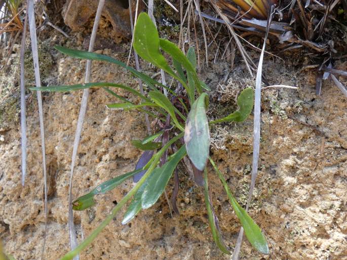 Goodenia bellidifolia