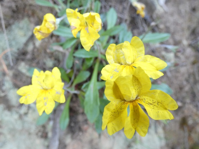 Goodenia blackiana