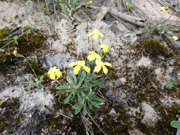 Goodenia blackiana