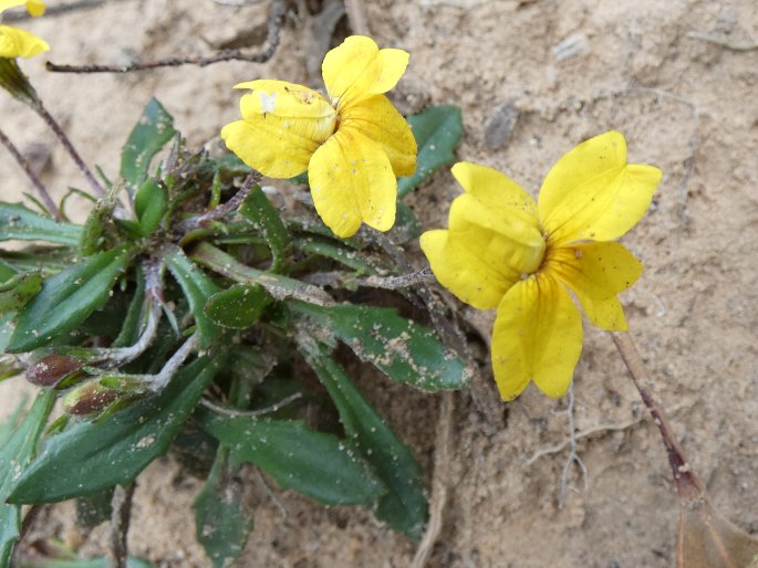 Goodenia blackiana