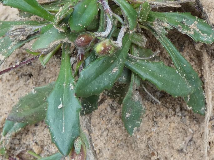 Goodenia blackiana