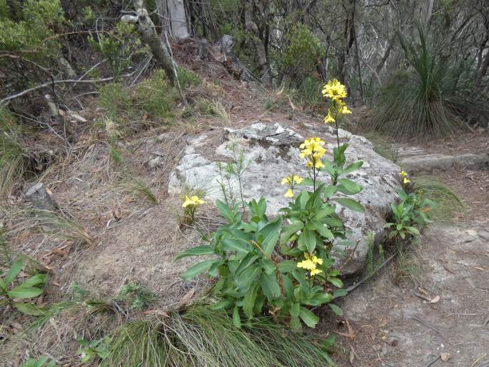 Goodenia decurrens