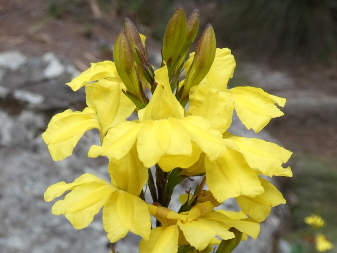 Goodenia decurrens