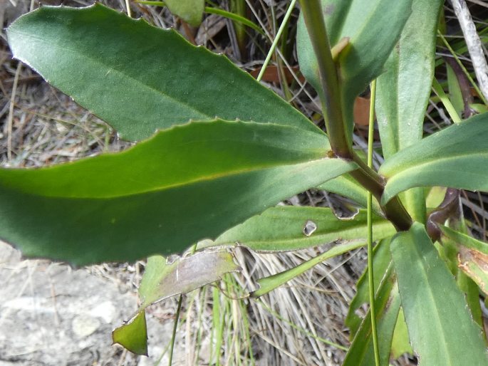 Goodenia decurrens