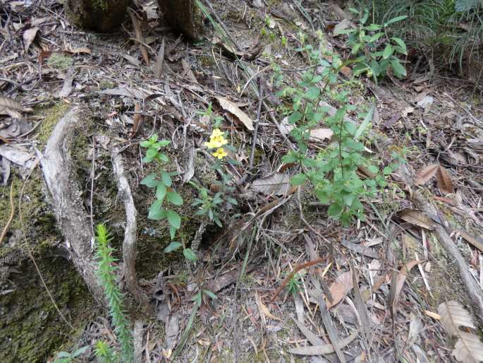 Goodenia heterophylla