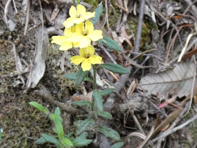 Goodenia heterophylla