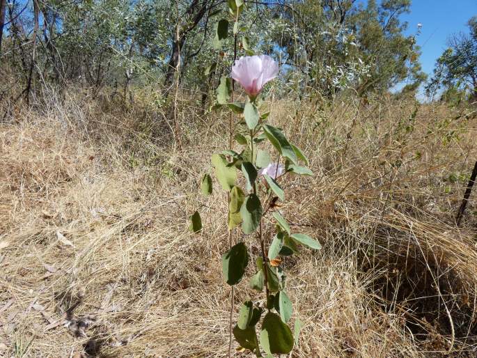 Gossypium australe