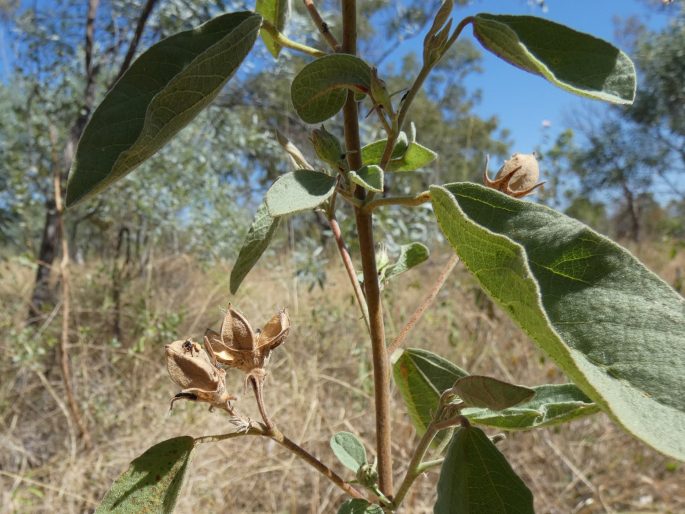 Gossypium australe