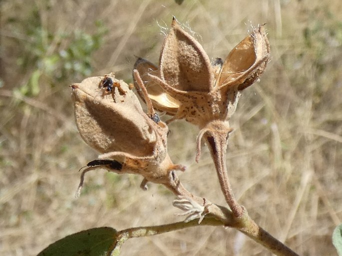 Gossypium australe