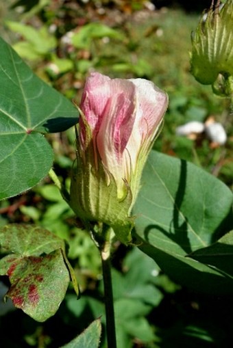 Gossypium herbaceum