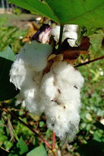 Gossypium herbaceum