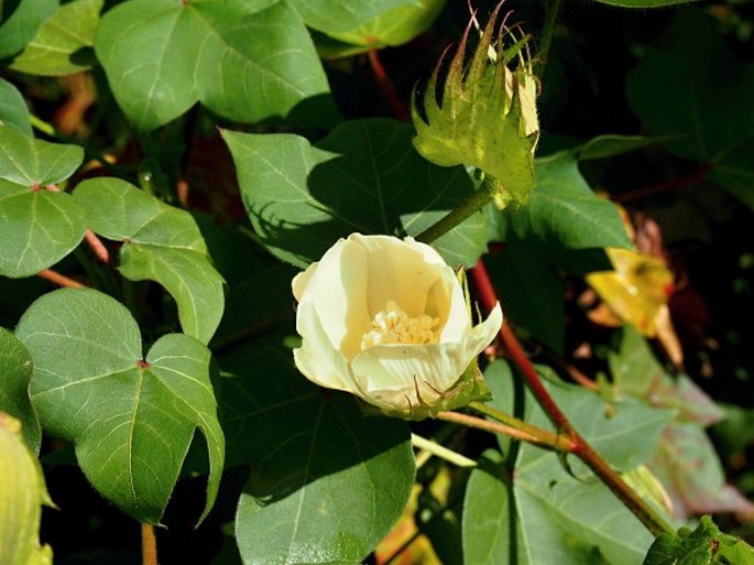 GOSSYPIUM HERBACEUM L. – bavlník bylinný