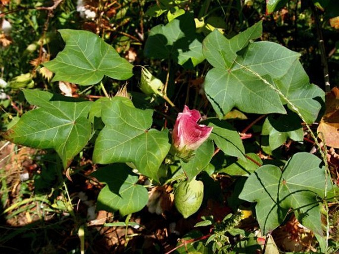 Gossypium herbaceum