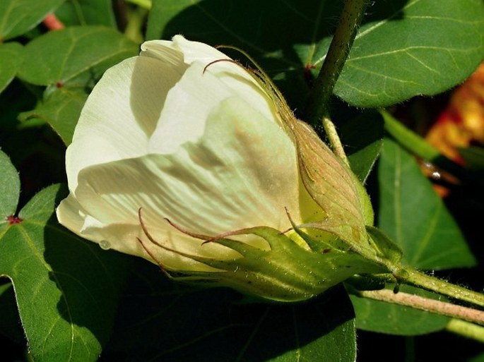 Gossypium herbaceum