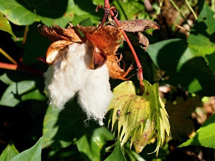 Gossypium herbaceum