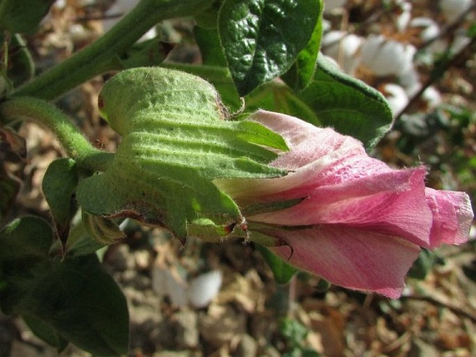 Gossypium