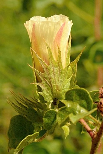 Gossypium stocksii