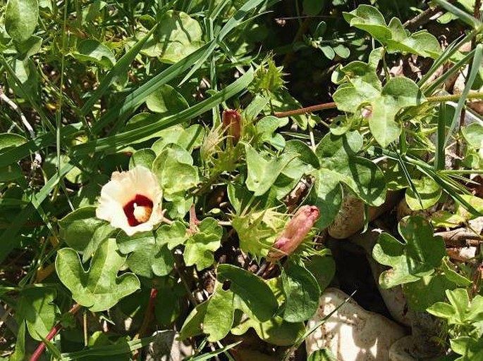 Gossypium stocksii